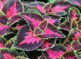 Pochvatec, Pokojová kopřiva 'Main Street Orchard Road' - Coleus blumei 'Main Street Orchard Road'