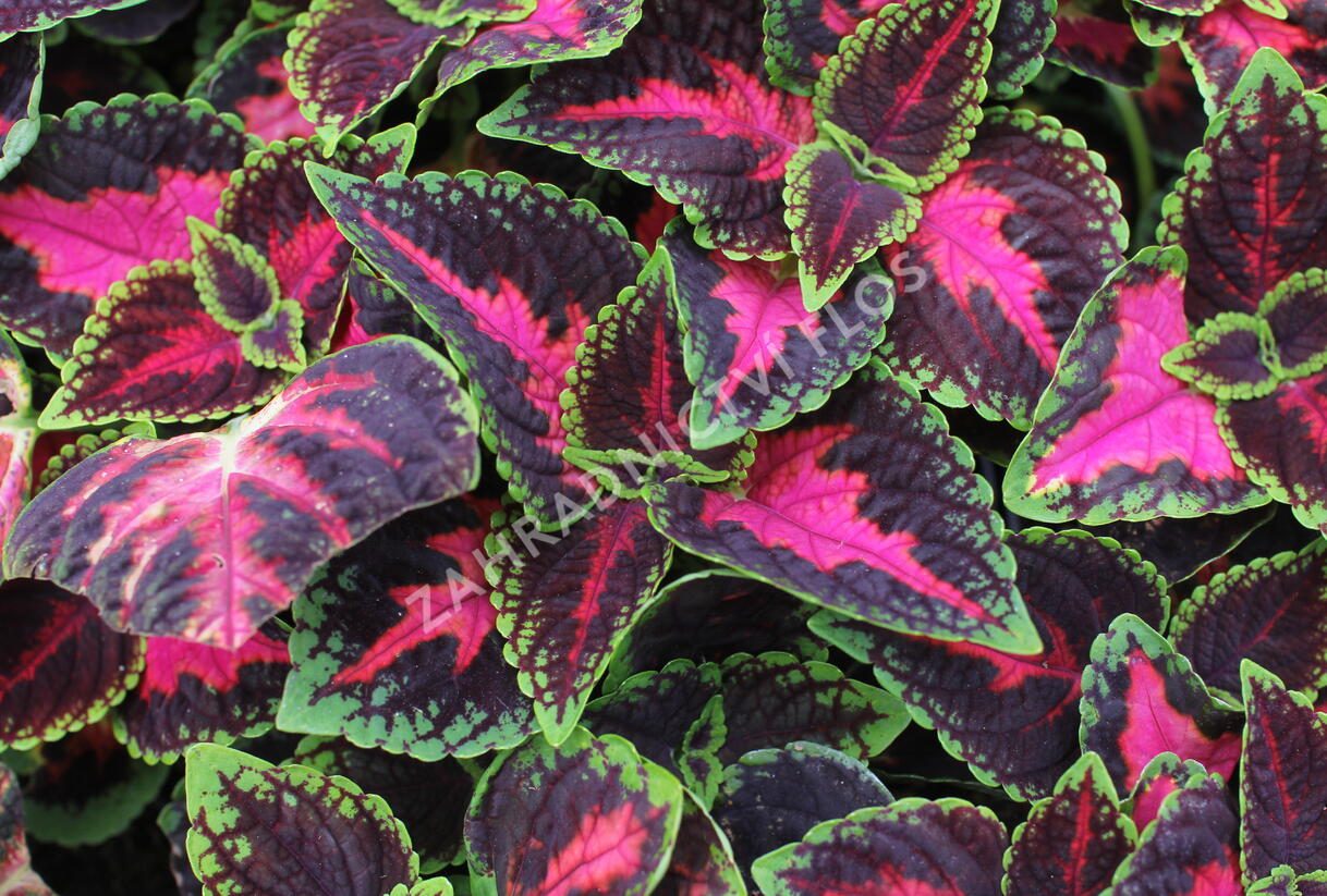 Pochvatec, Pokojová kopřiva 'Main Street Orchard Road' - Coleus blumei 'Main Street Orchard Road'