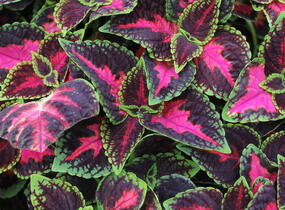 Pochvatec, Pokojová kopřiva 'Main Street Orchard Road' - Coleus blumei 'Main Street Orchard Road'