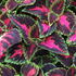 Coleus blumei 'Main Street Orchard Road'.JPG