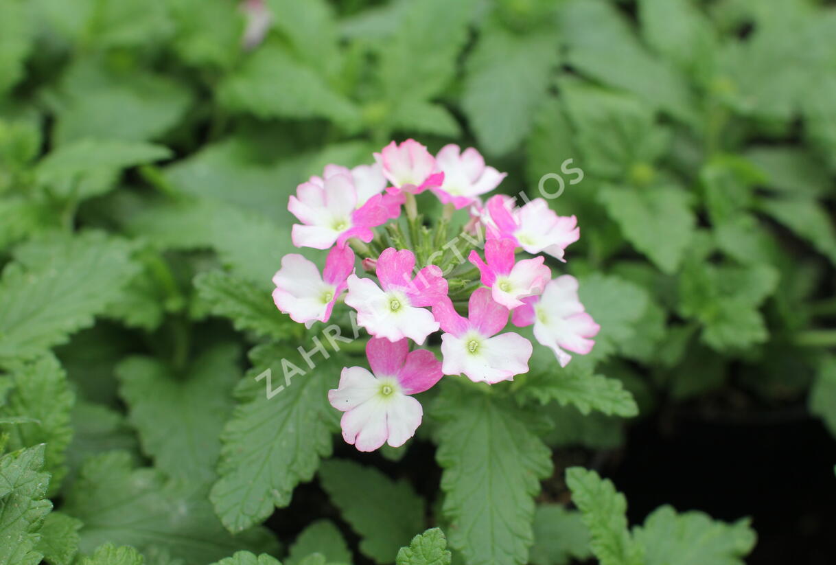 Sporýš 'Vanessa Compact Bicolor Rose' - Verbena hybrida 'Vanessa Compact Bicolor Rose'