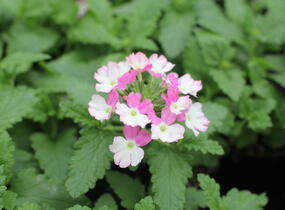 Sporýš 'Vanessa Compact Bicolor Rose' - Verbena hybrida 'Vanessa Compact Bicolor Rose'