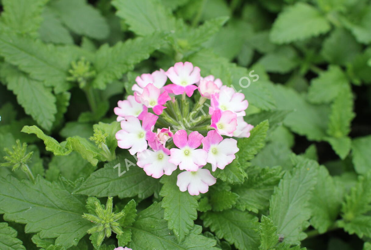 Sporýš 'Vanessa Compact Bicolor Rose' - Verbena hybrida 'Vanessa Compact Bicolor Rose'