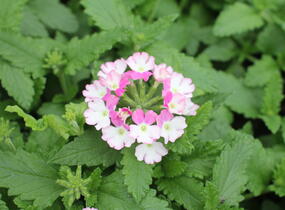 Sporýš 'Vanessa Compact Bicolor Rose' - Verbena hybrida 'Vanessa Compact Bicolor Rose'