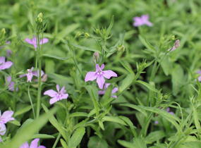 Lobelka převislá 'Sun Tropics Lavender' - Lobelia richardii 'Sun Tropics Lavender'