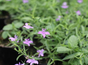 Lobelka převislá 'Sun Tropics Lavender' - Lobelia richardii 'Sun Tropics Lavender'