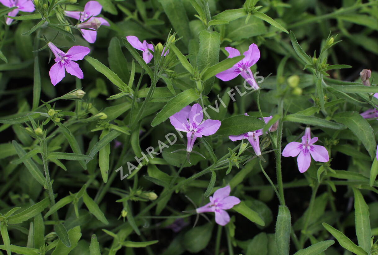 Lobelka převislá 'Sun Tropics Lavender' - Lobelia richardii 'Sun Tropics Lavender'