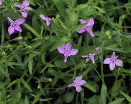 Lobelka převislá 'Sun Tropics Lavender'