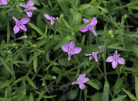 Lobelka převislá 'Sun Tropics Lavender' - Lobelia richardii 'Sun Tropics Lavender'