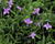 Lobelka převislá 'Sun Tropics Lavender'