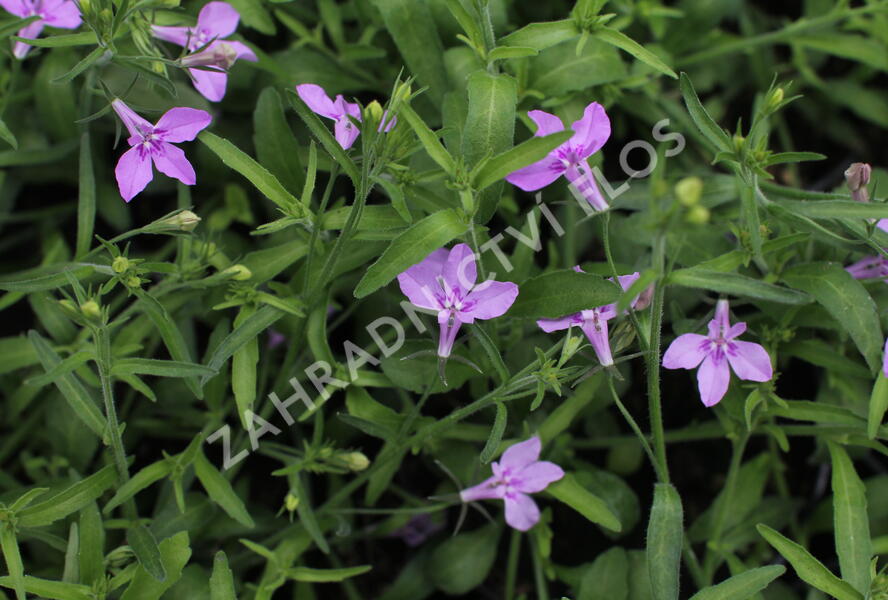 Lobelka převislá 'Sun Tropics Lavender' - Lobelia richardii 'Sun Tropics Lavender'