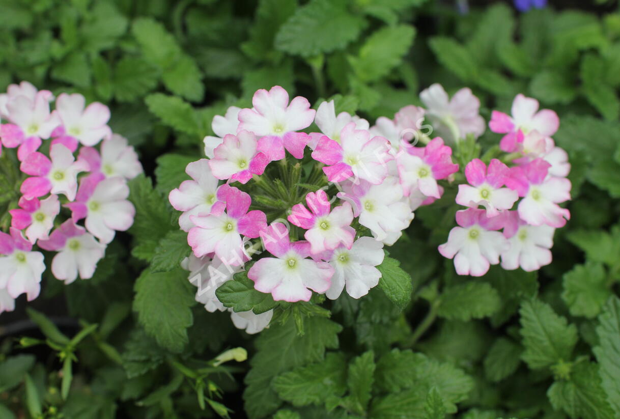 Sporýš 'Vanessa Compact Bicolor Rose' - Verbena hybrida 'Vanessa Compact Bicolor Rose'