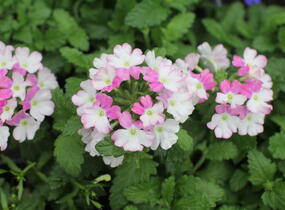 Sporýš 'Vanessa Compact Bicolor Rose' - Verbena hybrida 'Vanessa Compact Bicolor Rose'