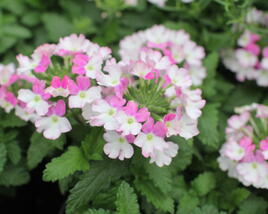 Sporýš 'Vanessa Compact Bicolor Rose'