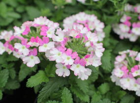 Sporýš 'Vanessa Compact Bicolor Rose' - Verbena hybrida 'Vanessa Compact Bicolor Rose'