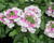 Sporýš 'Vanessa Compact Bicolor Rose'