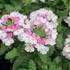 Verbena hybrida 'Vanessa Compact Bicolor Rose'_2.JPG