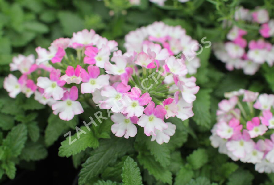 Sporýš 'Vanessa Compact Bicolor Rose' - Verbena hybrida 'Vanessa Compact Bicolor Rose'
