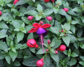 Fuchsie, čílko 'Jollies Nantes'