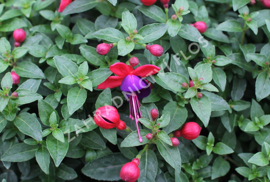 Fuchsie, čílko 'Jollies Nantes' - Fuchsia hybrida 'Jollies Nantes'