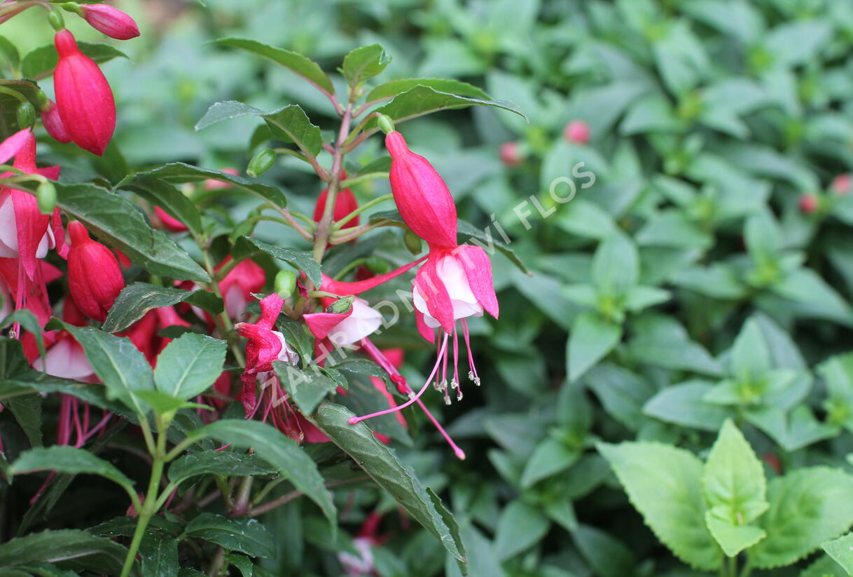 Fuchsie, čílko 'Ernie' - Fuchsia hybrida 'Ernie'