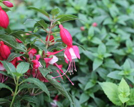 Fuchsie, čílko 'Ernie'