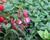 Fuchsie, čílko 'Ernie'