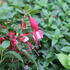 Fuchsia hybrida 'Ernie'.JPG