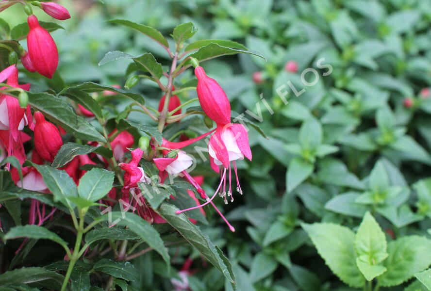 Fuchsie, čílko 'Ernie' - Fuchsia hybrida 'Ernie'