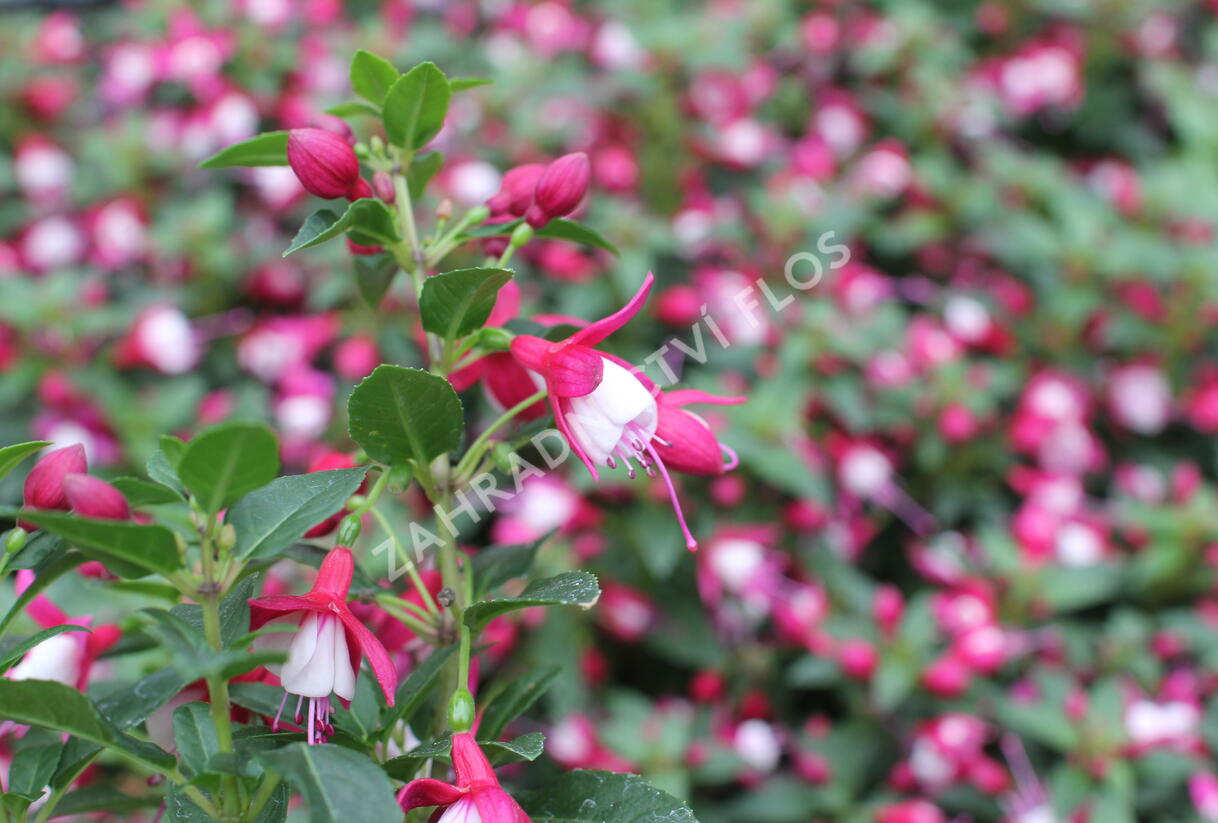 Fuchsie, čílko 'Summermelody Carmine White' - Fuchsia hybrida 'Summermelody Carmine White'