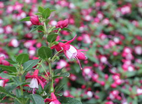 Fuchsie, čílko 'Summermelody Carmine White' - Fuchsia hybrida 'Summermelody Carmine White'