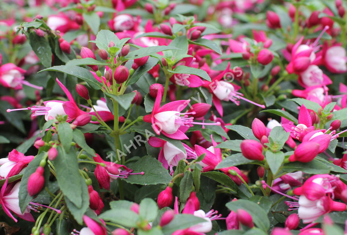 Fuchsie, čílko 'Summermelody Carmine White' - Fuchsia hybrida 'Summermelody Carmine White'