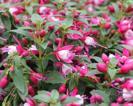 Fuchsie, čílko 'Summermelody Carmine White'