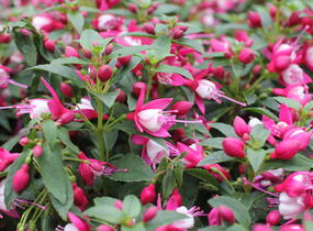 Fuchsie, čílko 'Summermelody Carmine White' - Fuchsia hybrida 'Summermelody Carmine White'