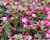 Fuchsie, čílko 'Summermelody Carmine White'