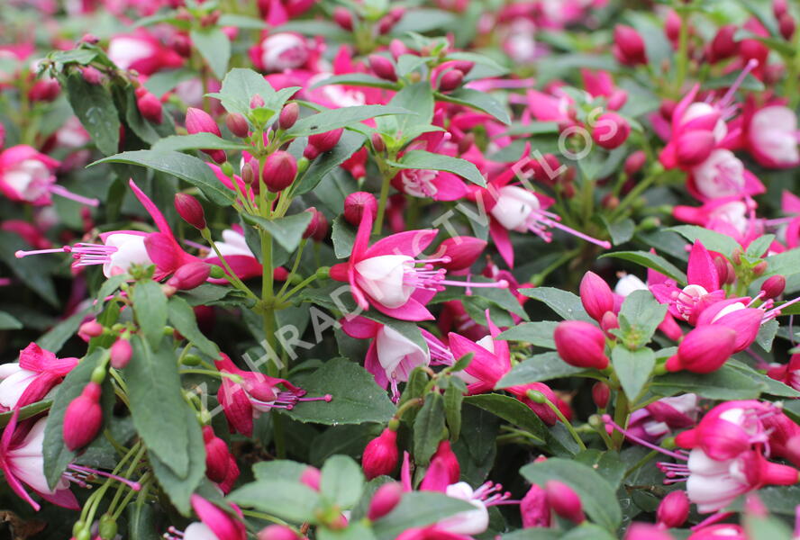 Fuchsie, čílko 'Summermelody Carmine White' - Fuchsia hybrida 'Summermelody Carmine White'