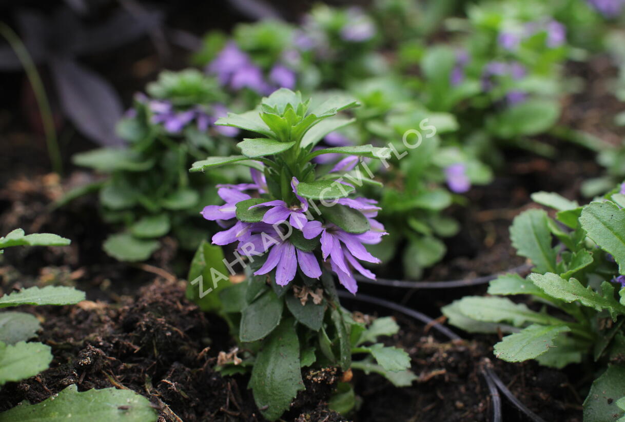 Vějířovka nezlomná 'Touch Blue' - Scaevola aemula 'Touch Blue'
