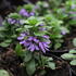 Scaevola aemula 'Touch Blue'.JPG