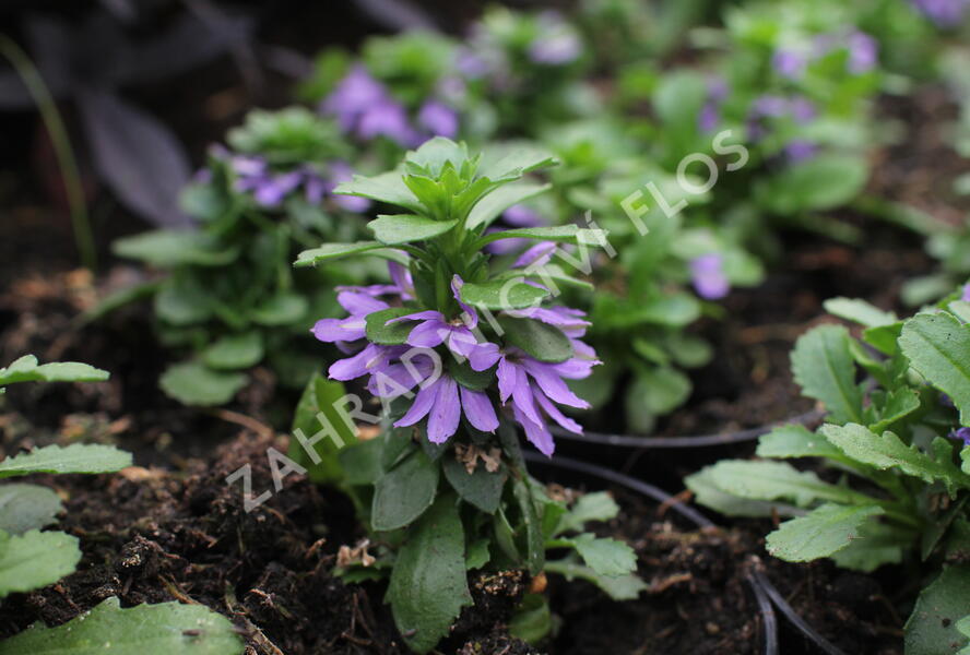 Vějířovka nezlomná 'Touch Blue' - Scaevola aemula 'Touch Blue'