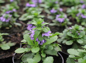 Vějířovka nezlomná 'Touch Blue' - Scaevola aemula 'Touch Blue'