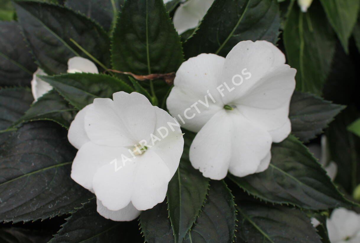 Netýkavka, balzamína 'Magnum Pure White' - Impatiens Neu Guinea 'Magnum Pure White'