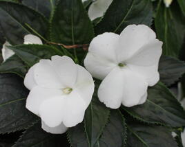 Netýkavka, balzamína 'Magnum Pure White'