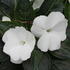 Impatiens Neu Guinea 'Magnum Pure White'.JPG
