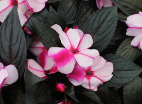 Netýkavka, balzamína 'Magnum Violet Star' - Impatiens Neu Guinea 'Magnum Violet Star'