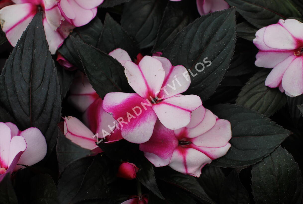 Netýkavka, balzamína 'Magnum Violet Star' - Impatiens Neu Guinea 'Magnum Violet Star'