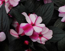 Netýkavka, balzamína 'Magnum Violet Star'
