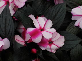 Netýkavka, balzamína 'Magnum Violet Star' - Impatiens Neu Guinea 'Magnum Violet Star'