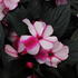 mpatiens Neu Guinea 'Magnum Violet Star'.JPG