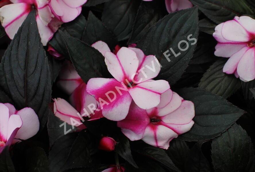 Netýkavka, balzamína 'Magnum Violet Star' - Impatiens Neu Guinea 'Magnum Violet Star'