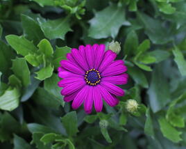 Dvoutvárka 'Cape Daisy Maseru'